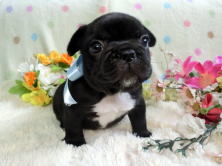 フレンチブルドッグ,ブリーダー