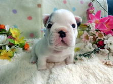 フレンチブルドッグ,ブリーダー