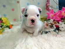 フレンチブルドッグ,ブリーダー