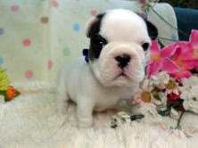 フレンチブルドッグ,ブリーダー