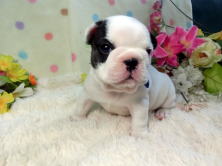 フレンチブルドッグ,ブリーダー