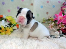 フレンチブルドッグ,ブリーダー