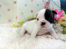 フレンチブルドッグ,ブリーダー