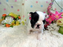 フレンチブルドッグ,ブリーダー