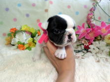 フレンチブルドッグ,ブリーダー