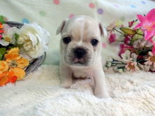 フレンチブルドッグ,ブリーダー