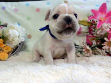 フレンチブルドッグ,ブリーダー