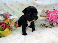 フレンチブルドッグ,ブリーダー