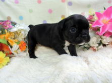 フレンチブルドッグ,ブリーダー