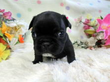 フレンチブルドッグ,ブリーダー