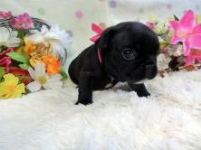 フレンチブルドッグ,ブリーダー