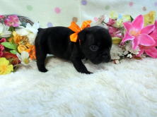 フレンチブルドッグ,ブリーダー