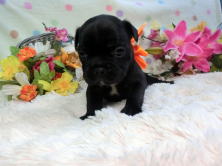 フレンチブルドッグ,ブリーダー