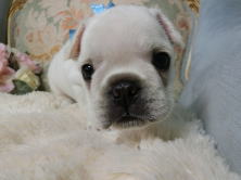 フレンチブルドッグ,ブリーダー