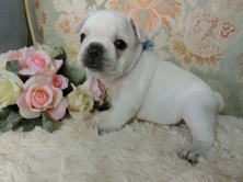 フレンチブルドッグ,ブリーダー