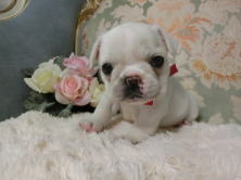 フレンチブルドッグ,ブリーダー