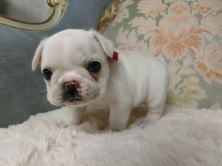 フレンチブルドッグ,ブリーダー