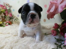 フレンチブルドッグ,ブリーダー