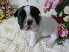 フレンチブルドッグ,ブリーダー