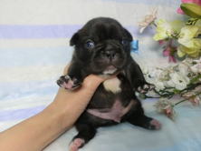 フレンチブルドッグ,ブリーダー