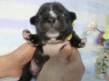 フレンチブルドッグ,ブリーダー