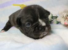 フレンチブルドッグ,ブリーダー