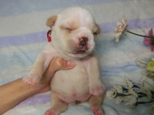 フレンチブルドッグ,ブリーダー