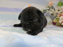 フレンチブルドッグ,ブリーダー