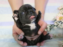 フレンチブルドッグ,ブリーダー