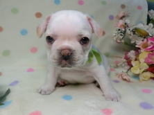 フレンチブルドッグ,ブリーダー