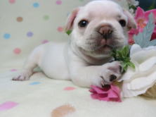 フレンチブルドッグ,ブリーダー