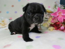 フレンチブルドッグ,ブリーダー