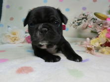 フレンチブルドッグ,ブリーダー