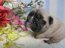 フレンチブルドッグ,ブリーダー