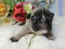 フレンチブルドッグ,ブリーダー