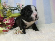 フレンチブルドッグ,ブリーダー