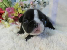 フレンチブルドッグ,ブリーダー