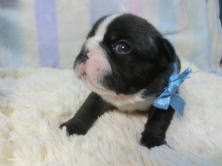 フレンチブルドッグ,ブリーダー