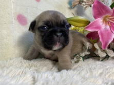 フレンチブルドッグ子犬