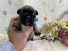 フレンチブルドッグ子犬