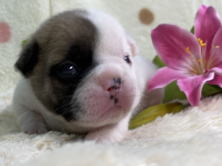 フレンチブルドッグ子犬