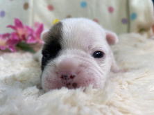 フレンチブルドッグ子犬