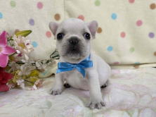 フレンチブルドッグ子犬