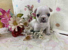 フレンチブルドッグ子犬