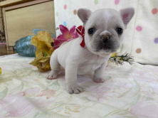 フレンチブルドッグ子犬