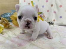 フレンチブルドッグ子犬
