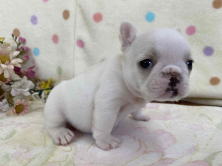 フレンチブルドッグ子犬