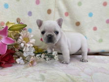 フレンチブルドッグ子犬