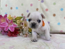 フレンチブルドッグ子犬