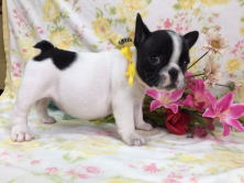 フレンチブルドッグ,ブリーダー